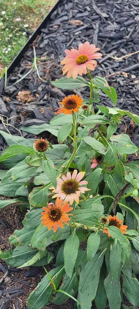 Why do these flowers not bloom as nice as when I first bought them?