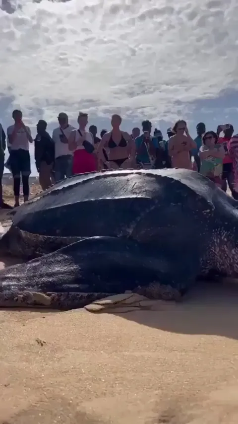 1500 pound Leatherneck Sea Turtle on a beach
