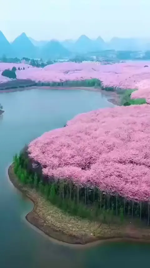One of the largest cherry blossom gardens in the world, with around 700,000 trees.