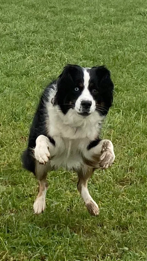 Nola on our morning walk. I thought I’d take one of those cute pics of a happy dog run but i got this instead.