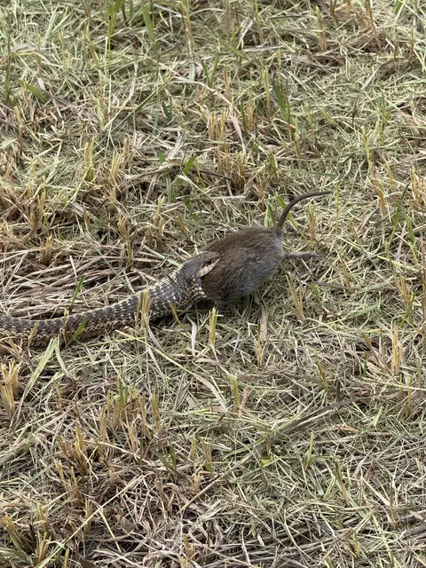 This guy gave me quite the scare