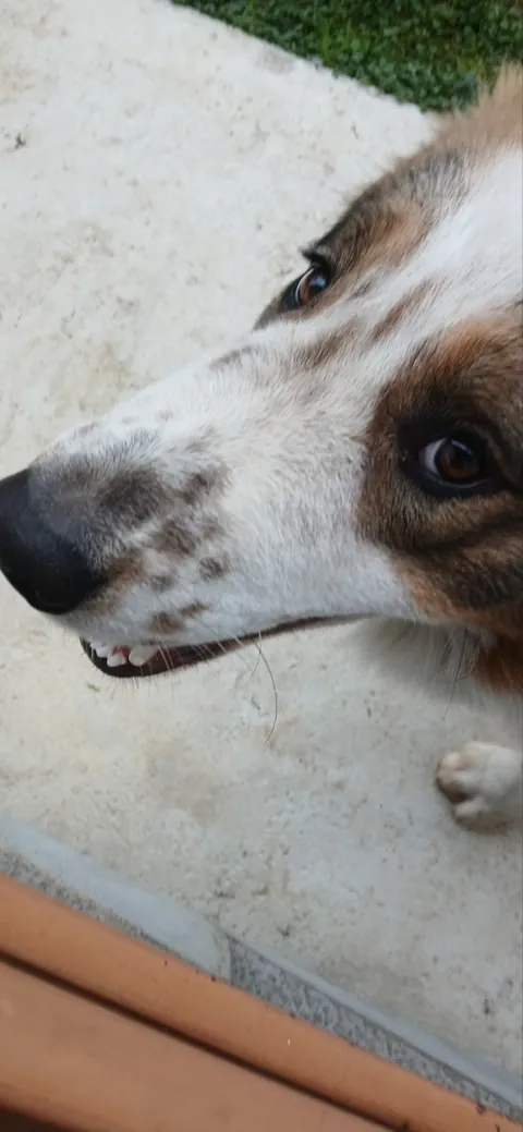 My Bosnian Shepard-Tornjak ,he has 10 months