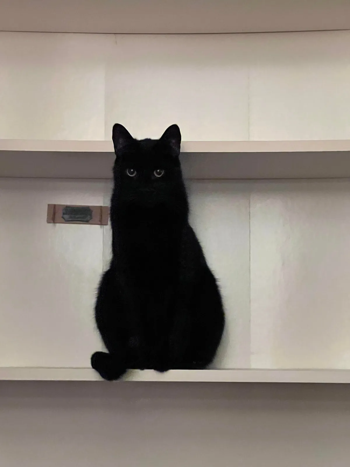 At only 4yo we had to say goodbye. You will always be the best, Bud.