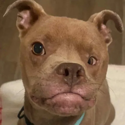 Kringle update!(I’m not his foster, Im just local to him🤩) he’s on the mend from a URI and officially adoptable