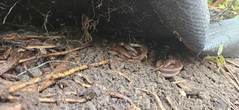 Im ripping up 15 year old weed fabric just before the rain.