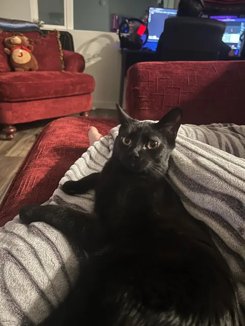 does my cat think i'm grooming her?