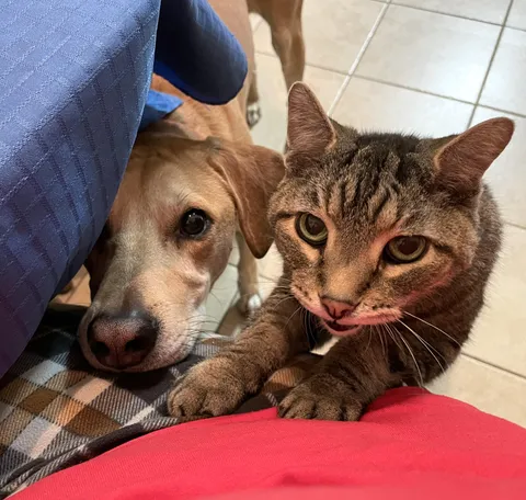 My senior kitty and dog were excited to see me after a few weeks