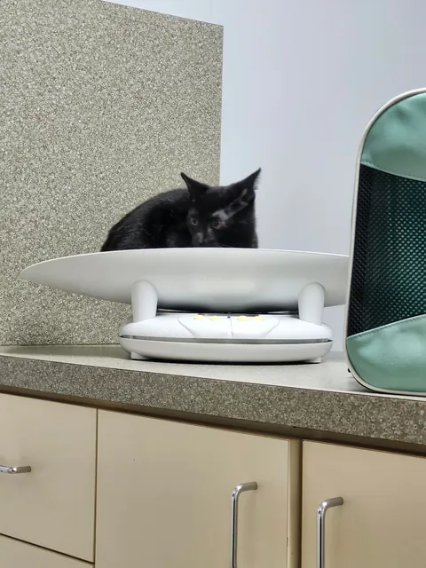 First trip to the vet