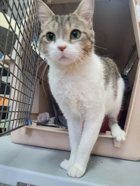Cute Emma from our shelter just before she left for her forever home.