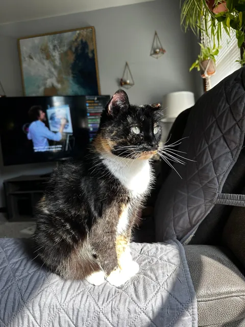 My sweet Petunia, has cancer.