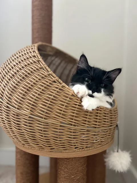 The dumpster cat that gave me cat scratch disease.