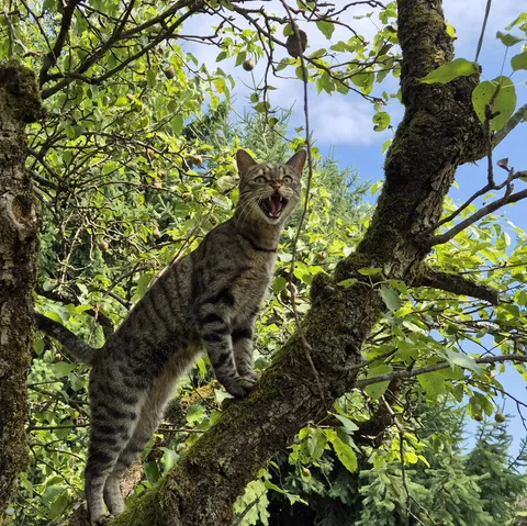 Possibly the best photo I ever took of my cat