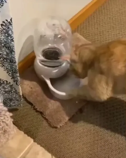 Thanks for the auto water dispenser. I love it!