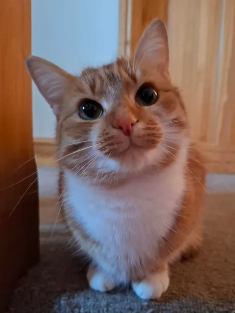 No brain in her head, just :3