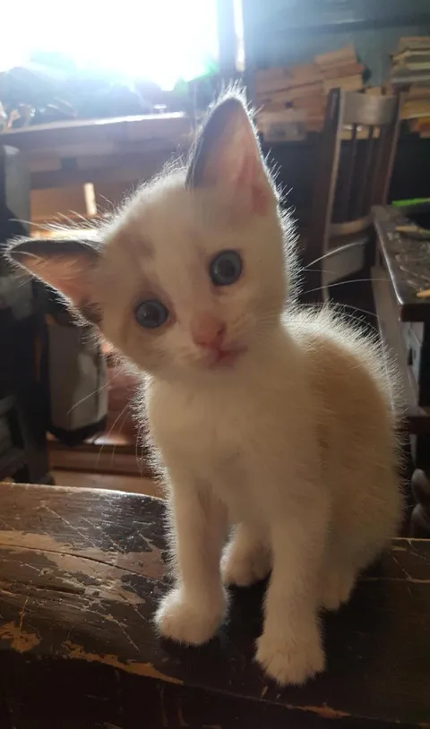 If cats had access to Google, what inexplicable human behavior would they ask about?