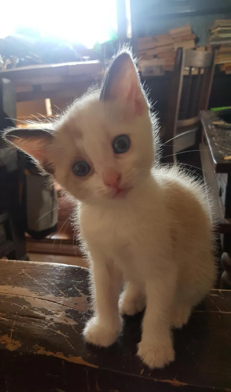 If cats had access to Google, what inexplicable human behavior would they ask about?