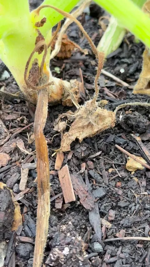 The most satisfying way to get rid of squash bugs