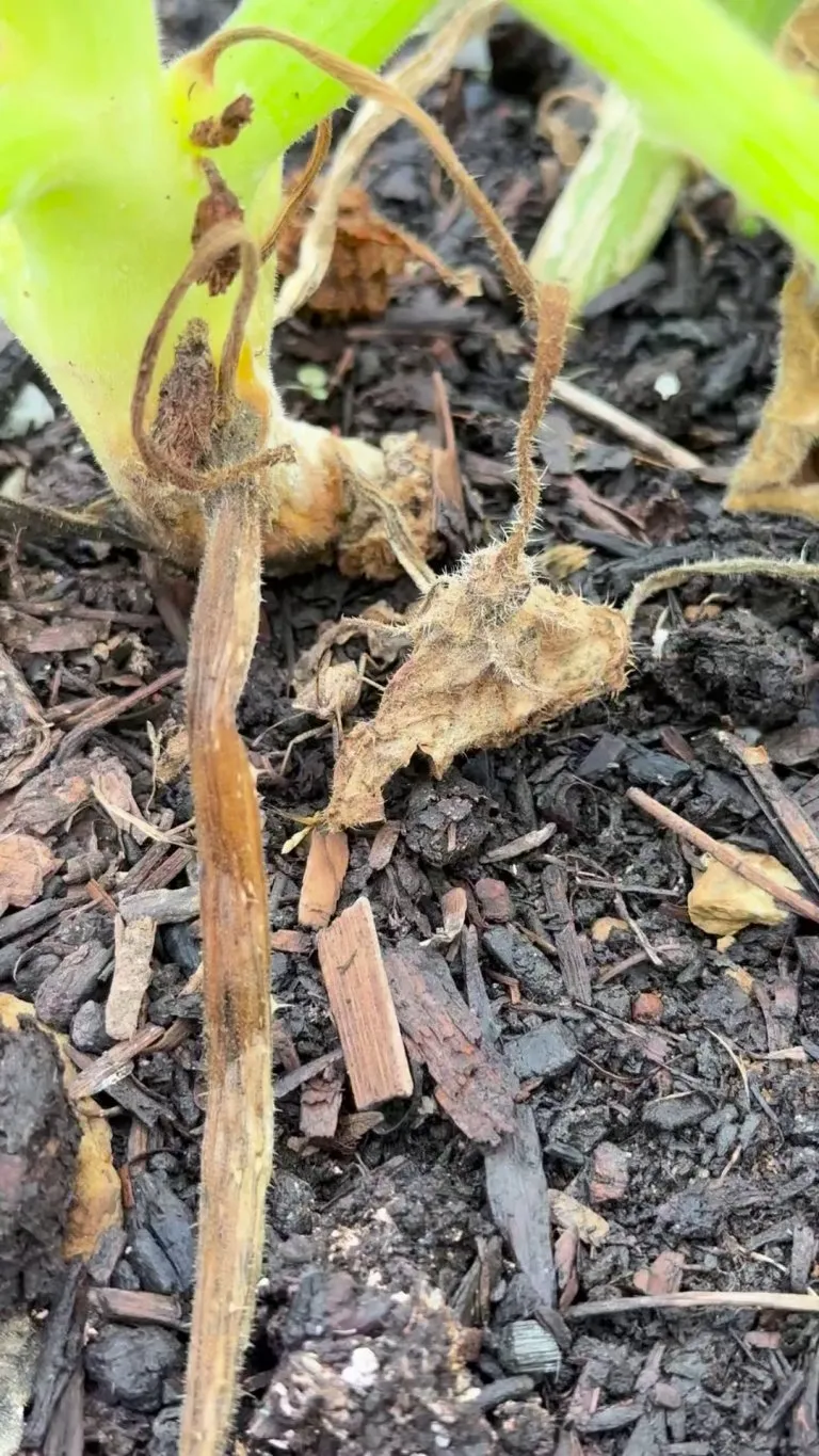 The most satisfying way to get rid of squash bugs