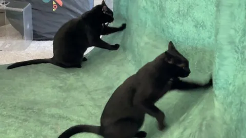 Synchronized pawwing