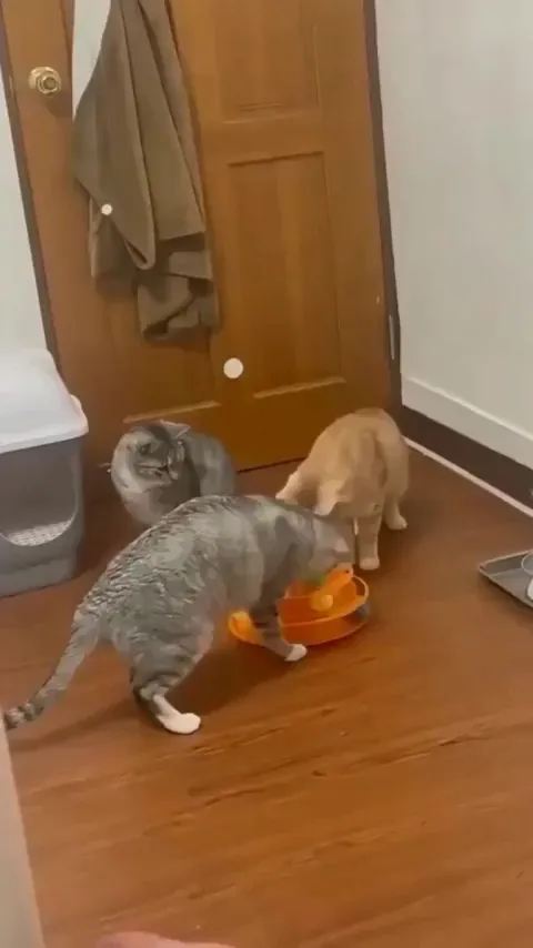 Of course it's the orange one...