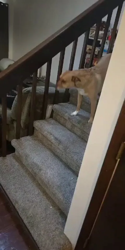 POV: You left your 7% husky mutt alone for 17 minutes