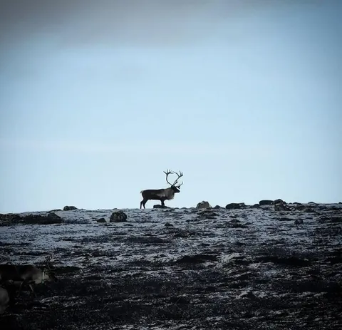 🔥 King of the tundra 