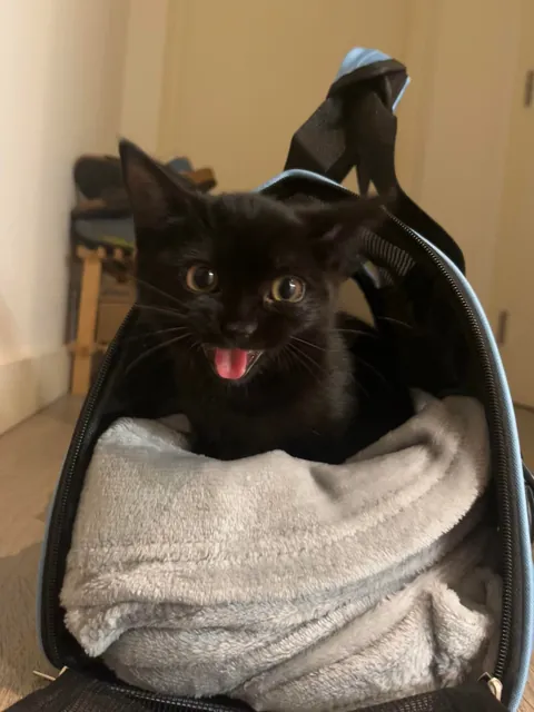 Who said black cats don’t photograph well? 🤔