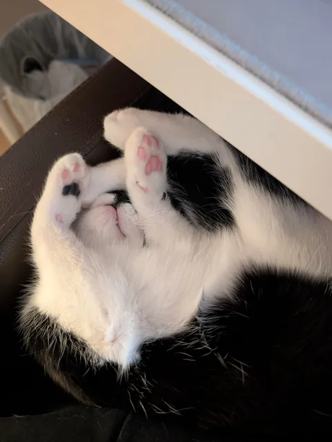 My first ever cat, i love her so much