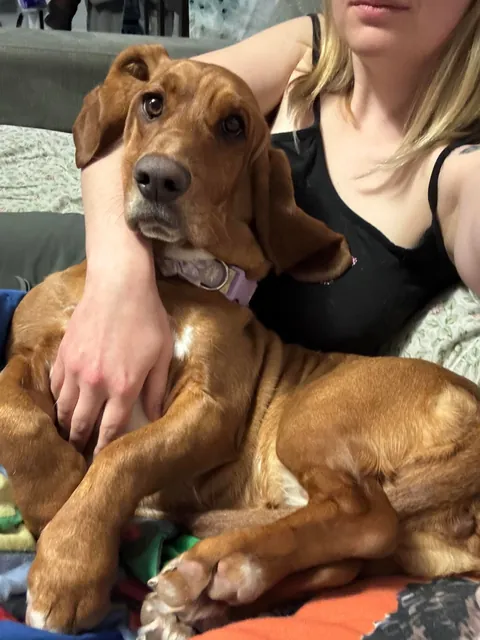 My basset hound is ridiculous looking