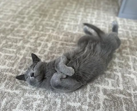 Gatsby napping in a sunny spot