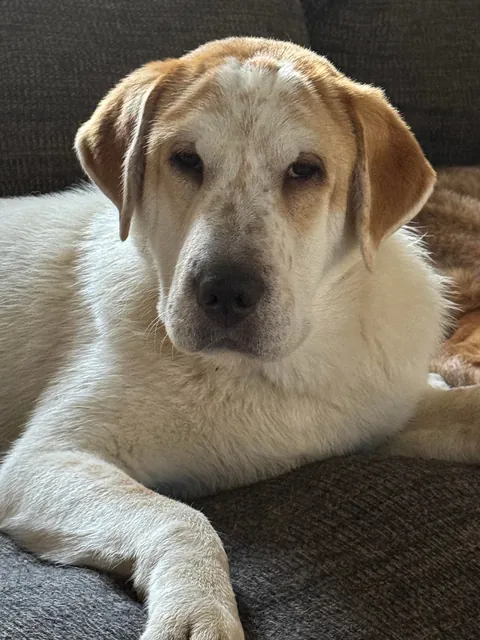 Our new foster, Gibby 🥹