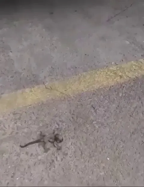 Animals can't always thank us giants.