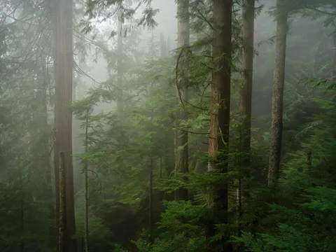 Back in the foggy old growth  | BC Canada [1900x1425][OC]