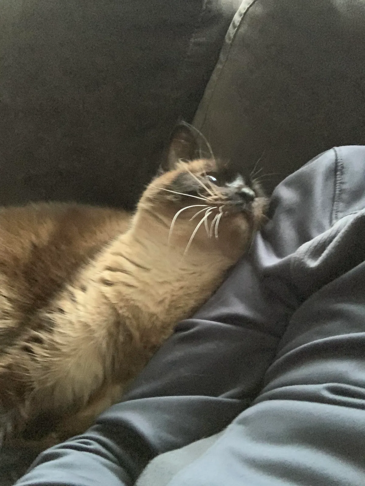 My husband didn’t want a cat. Now we have one that shoots hearts out his eyeballs at my husband.