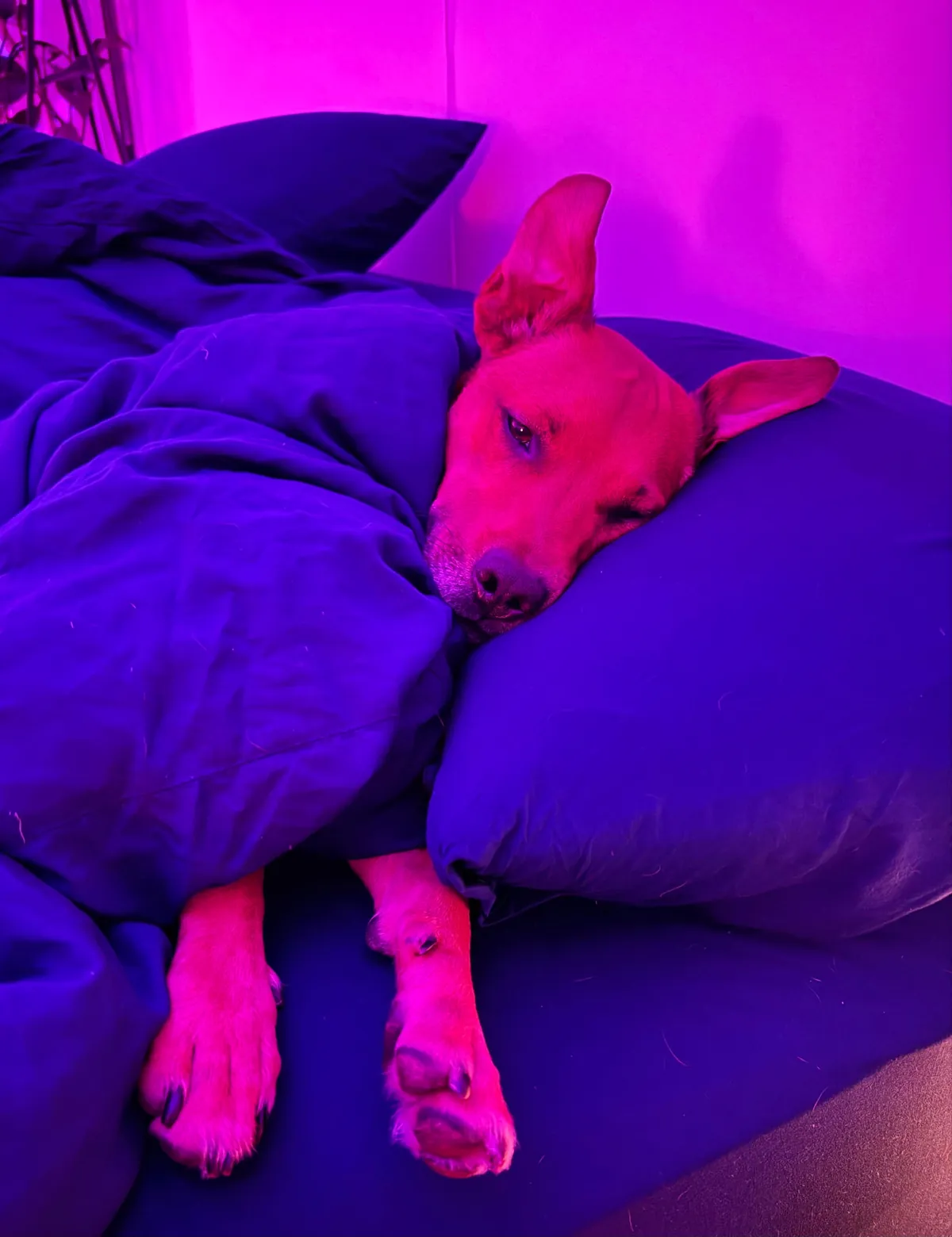 This is my cuddle monster Hector. His chin is on my shoulder as I post this