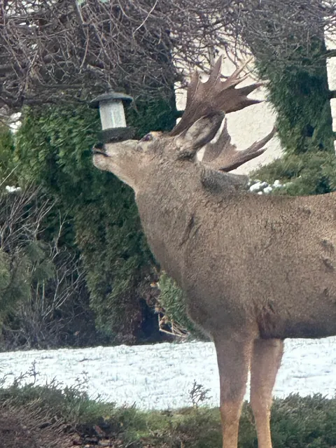 Deer eating from my neighbor’s bird feeder has moose antlers