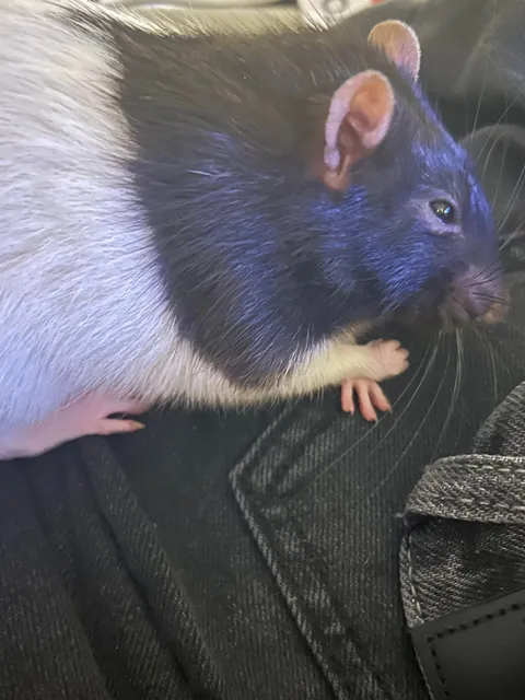 why is my rat clenching Fist of Rage