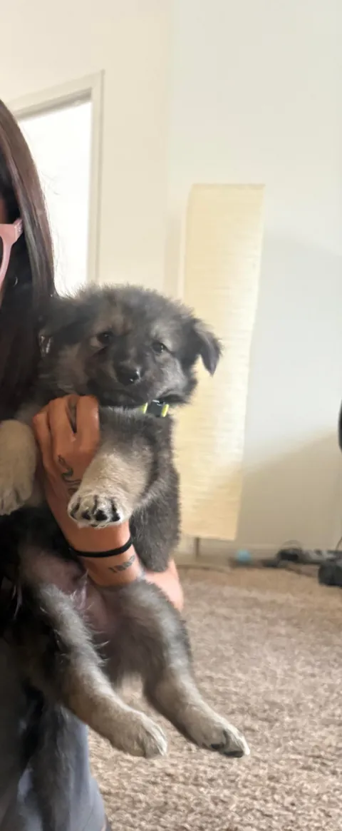 floofy potato fren was unexpectedly delivered with our DoorDash order 1 wk ago. He’s now our whole world :)