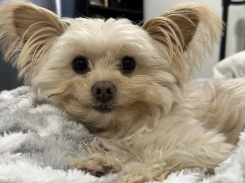 My sweet little Ewok