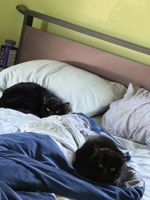 Two voids not happy I woke them up from their nap