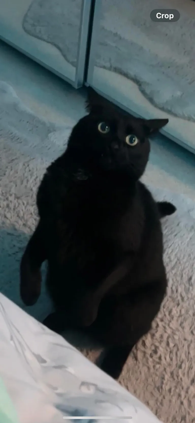 It’s Friday the 13th! Let’s see your black cats🖤 