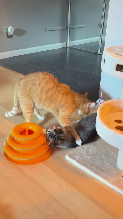Is my older cat annoying my kitten?