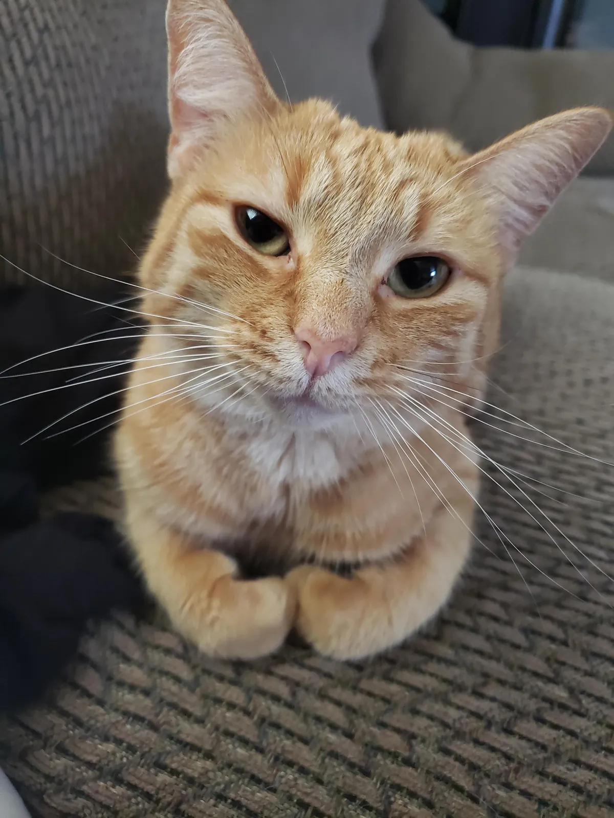 I am ready for whatever side quest this cat needs me to take care of.