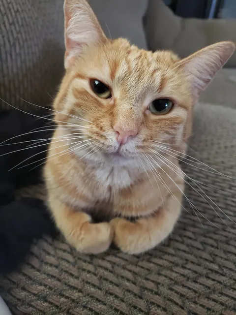 I am ready for whatever side quest this cat needs me to take care of.