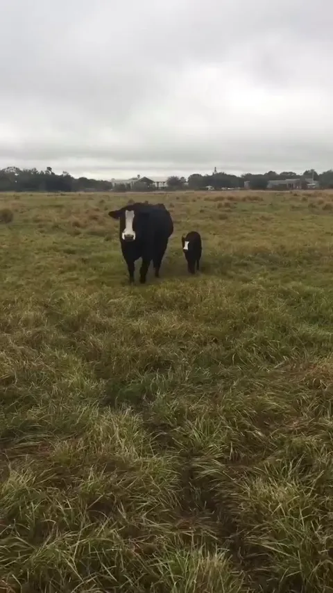 Cow brings her baby to show it off to her owner