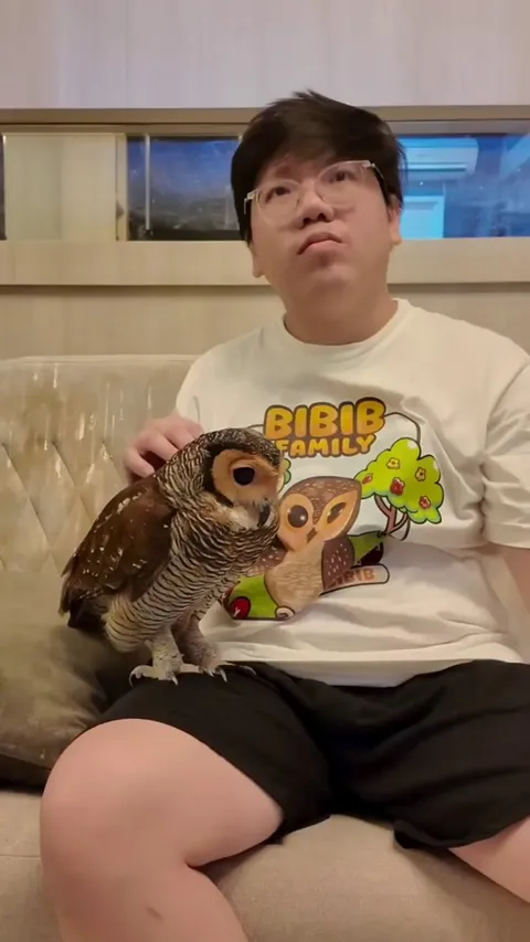 An Owl getting cleaned