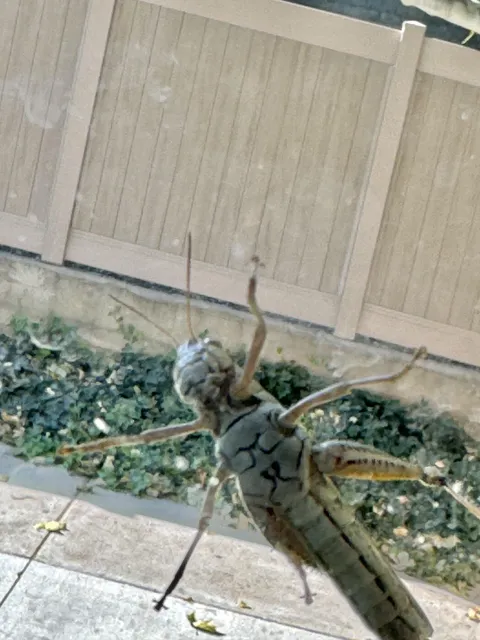 The underside of this grasshopper looks like a dog wearing sunglasses