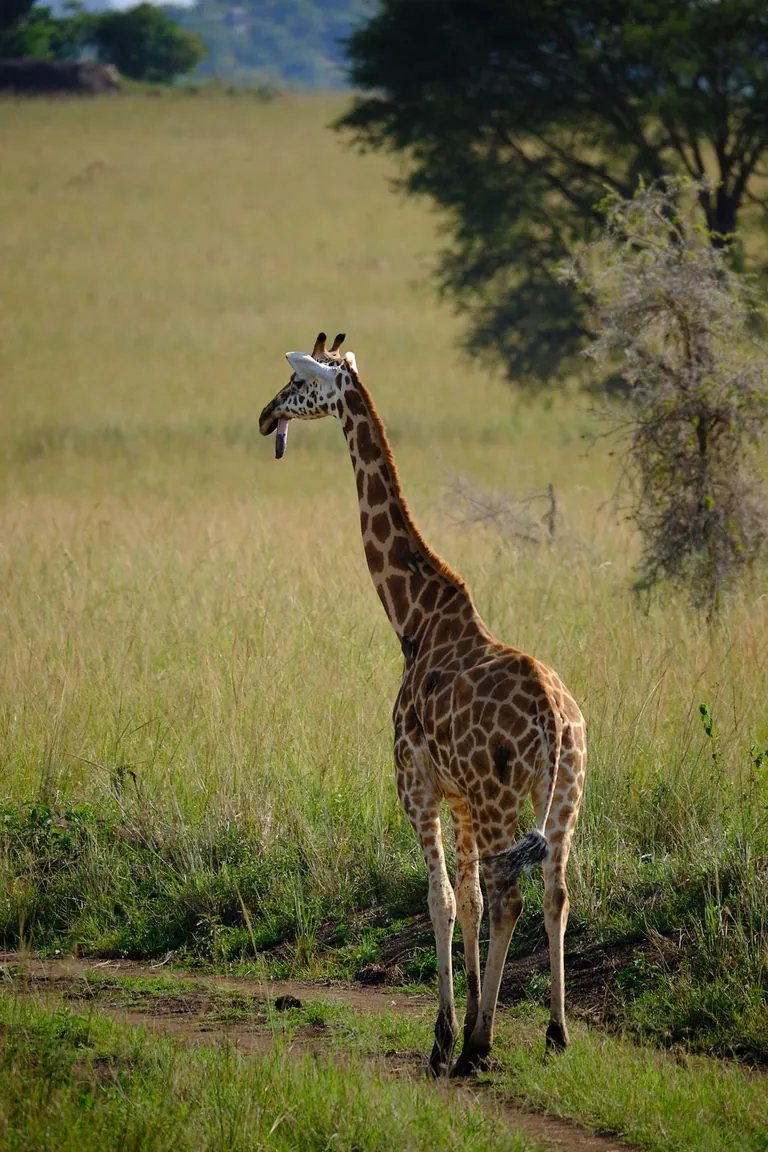 🔥 Half mouth giraffe