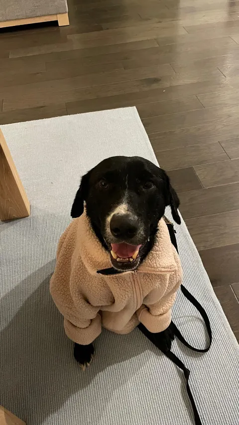 Didn’t have a doggie sweater so I gave him one of mine 