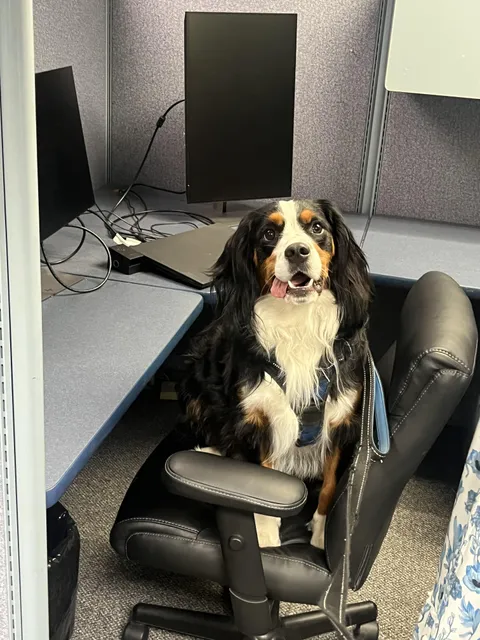 The office pup!
